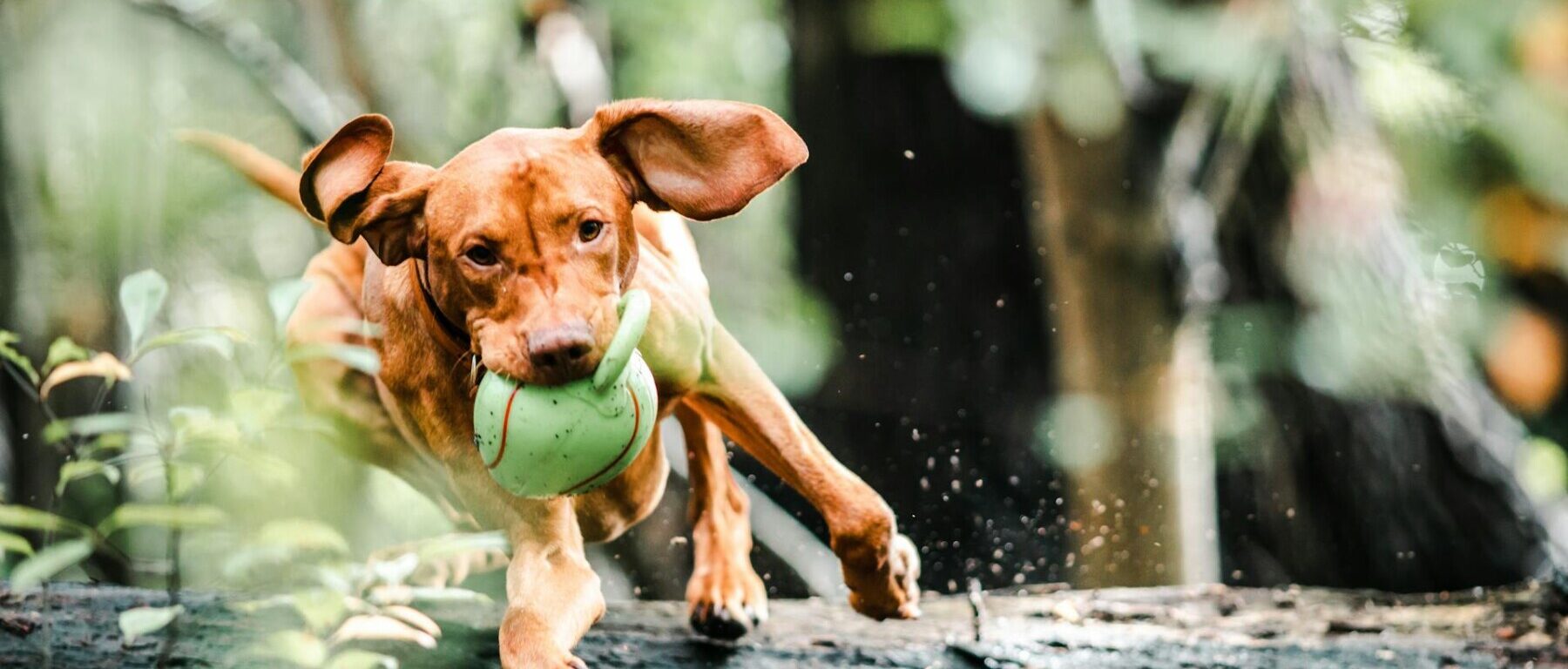 Vakantiehuisje honden welkom - Villapark Ehzerburg Almen Achterhoek
